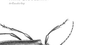 Pinta y calca II: Artrpodos chilenos, patas que delatan