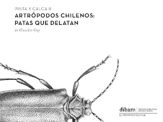 Pinta y calca II: Artrpodos chilenos, patas que delatan